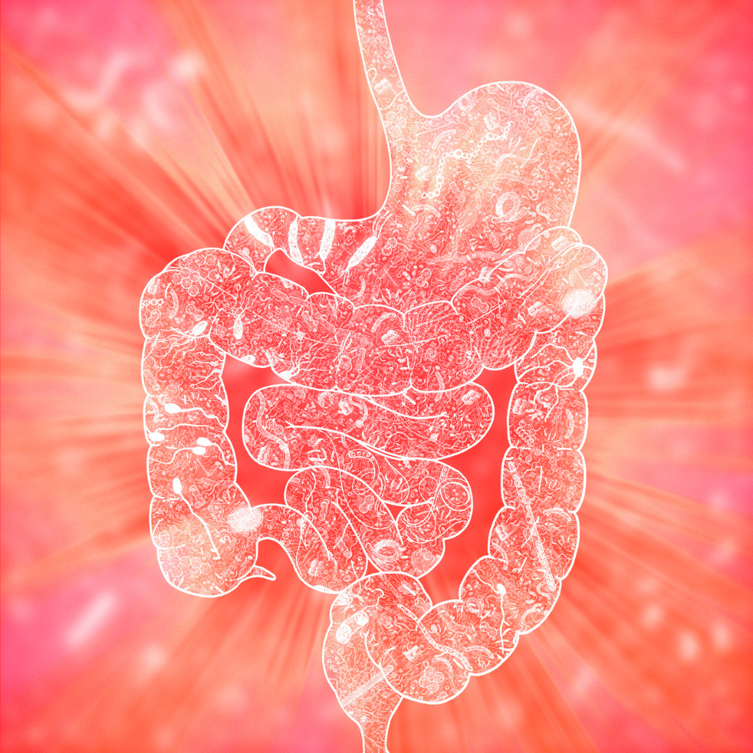 MICROBIOTA INTESTINALE