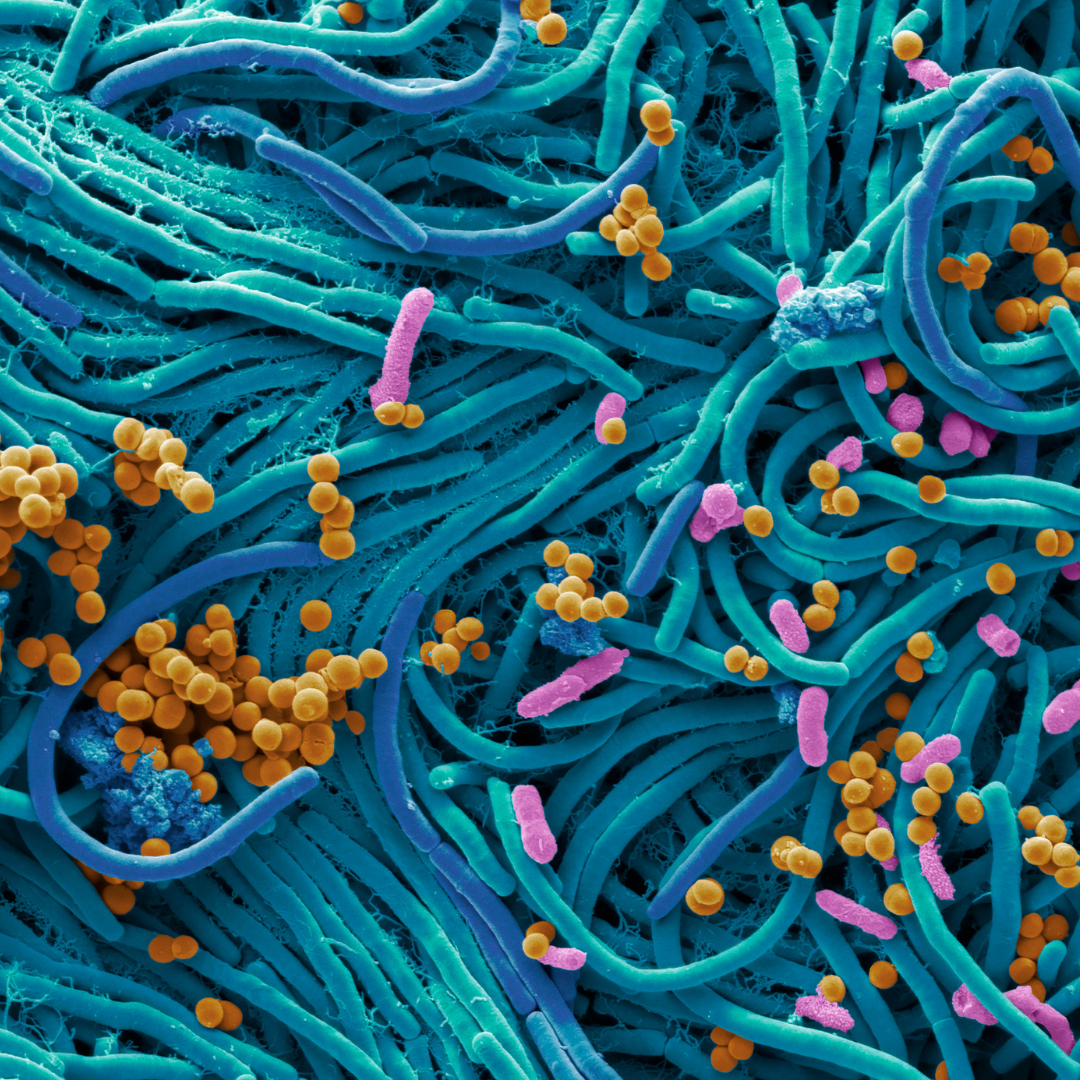 CIBI E MICROBIOTA